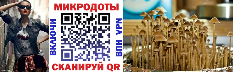 цена   Полярный  Псилоцибиновые грибы Cubensis 